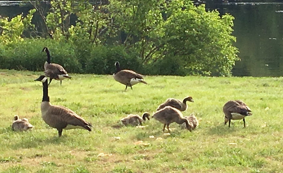 A flock of Canada geese feeding near a pond