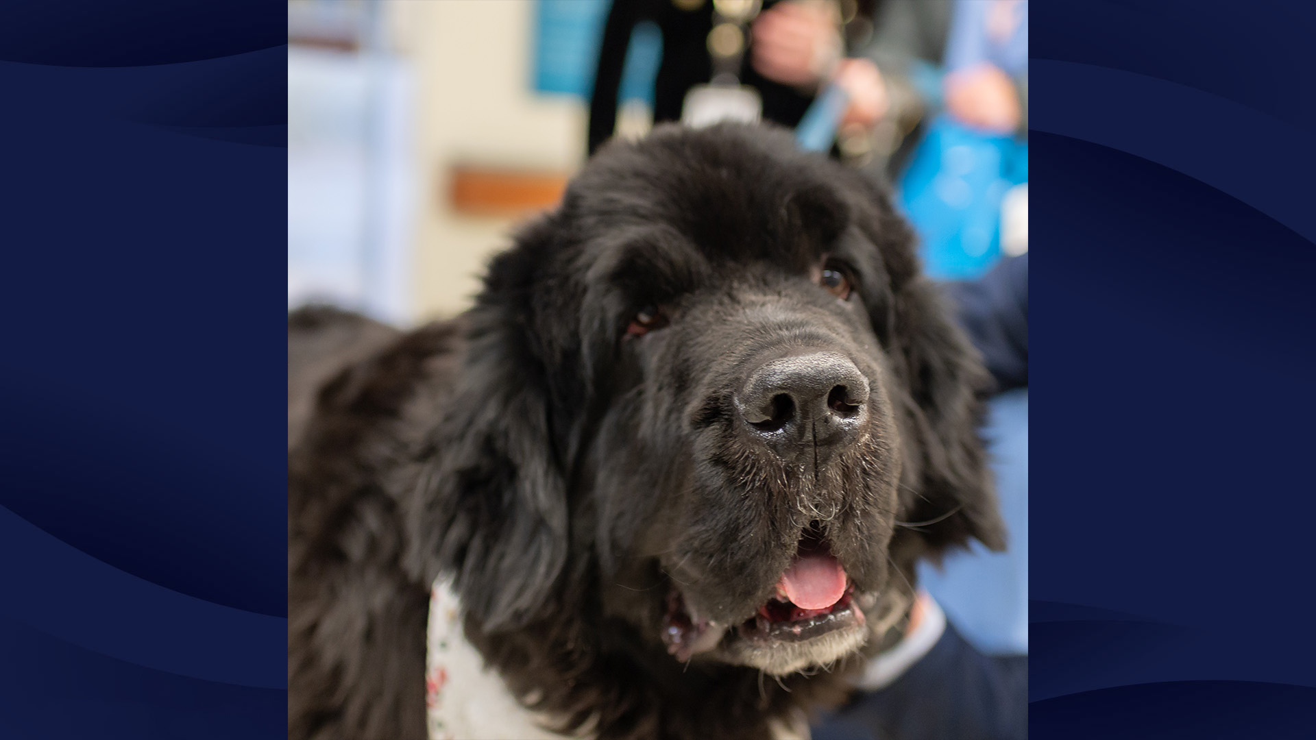 Luigi, a Newfie therapy dog, during a recent visit at South Shore Hospital