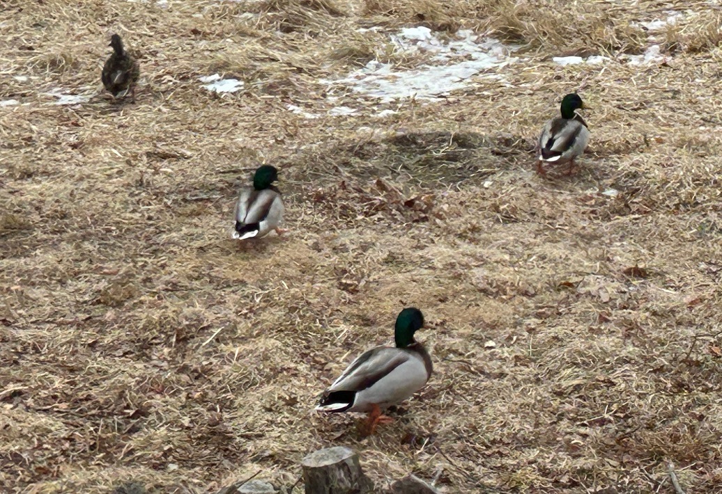 A group of mallard ducks walking on the frozen winter ground