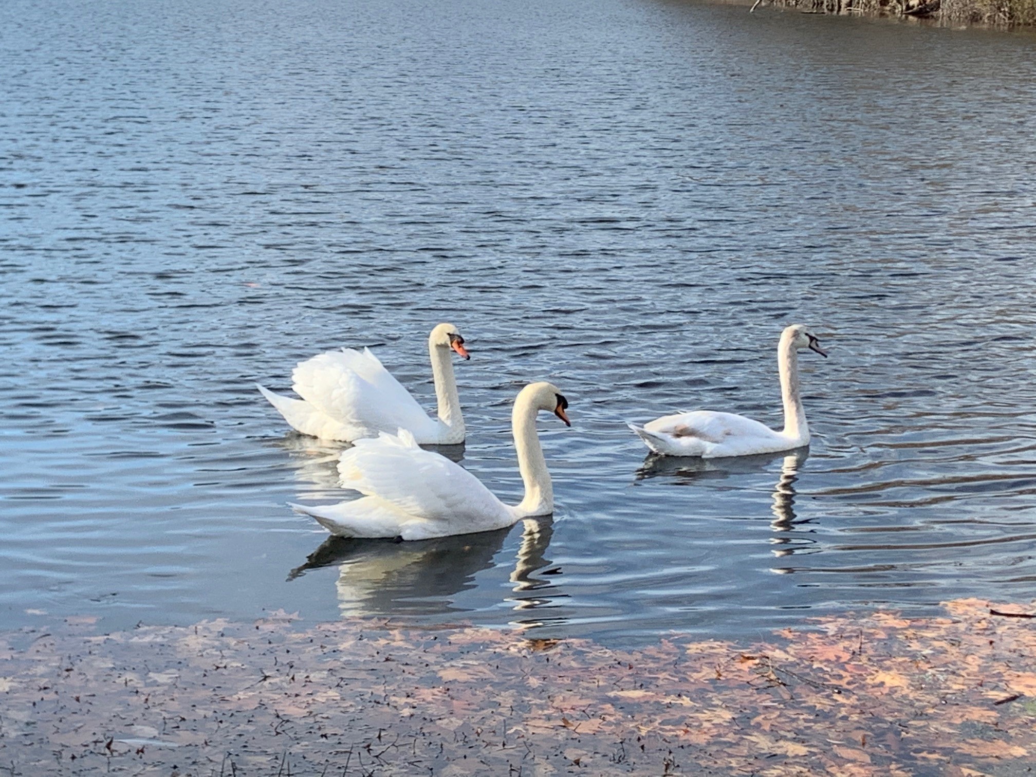 Three swans swim together on a pond