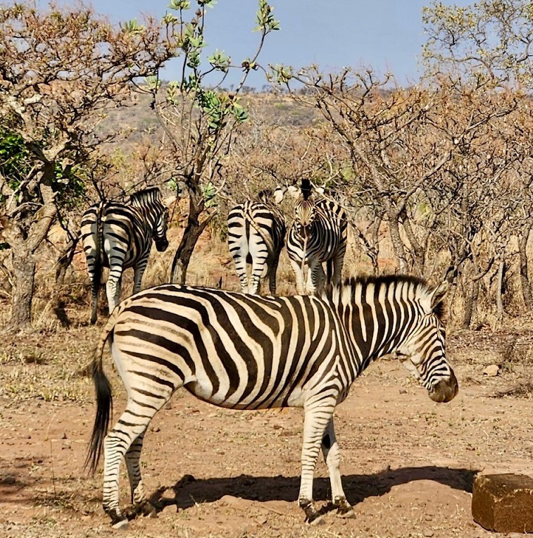 A group of four zebras in a nature preserve in South Africa