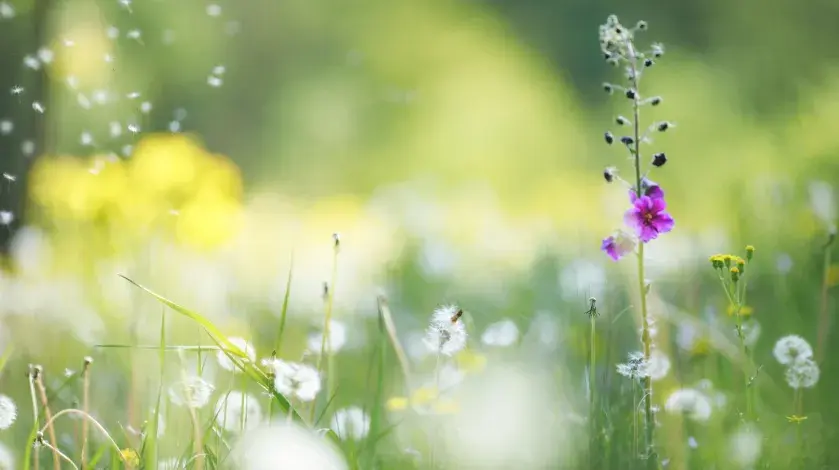 Plant and weed pollen blowing in the air