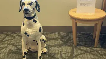 Doc, the Dalmation dog mascot watching over the pediatrics department waiting room
