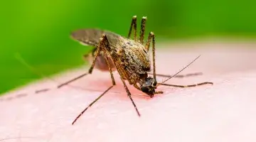 A mosquito biting a human hand