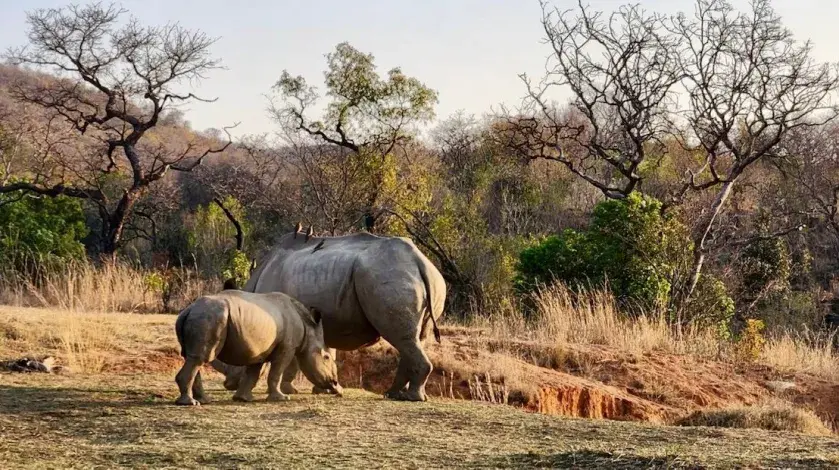 A mother and baby rhinoceros grazing